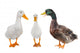 Three Duck Wall Mural