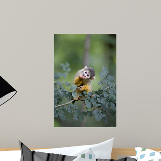 Common Squirrel Monkey Wall Mural