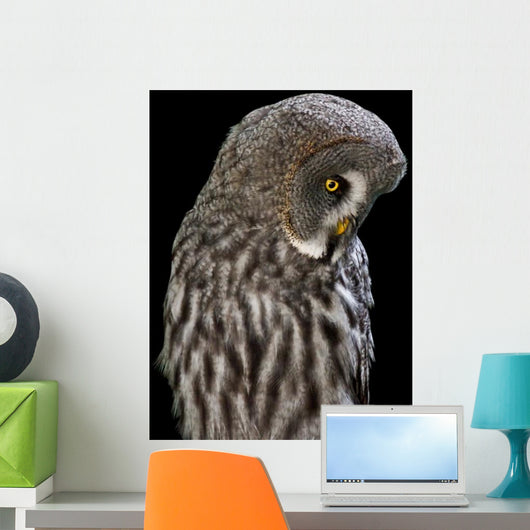 Owl Wall Mural