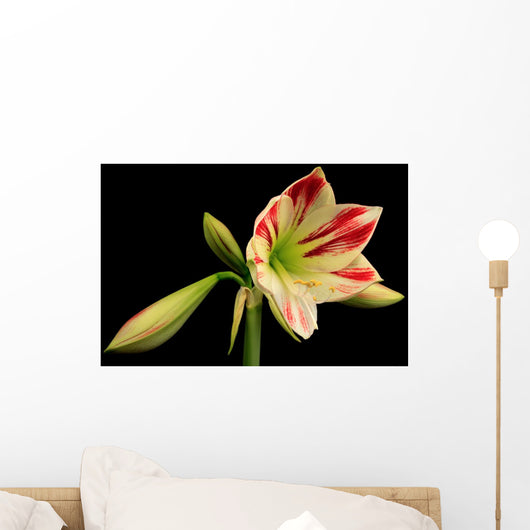 Amaryllis Amaryllis Hippeastrum
