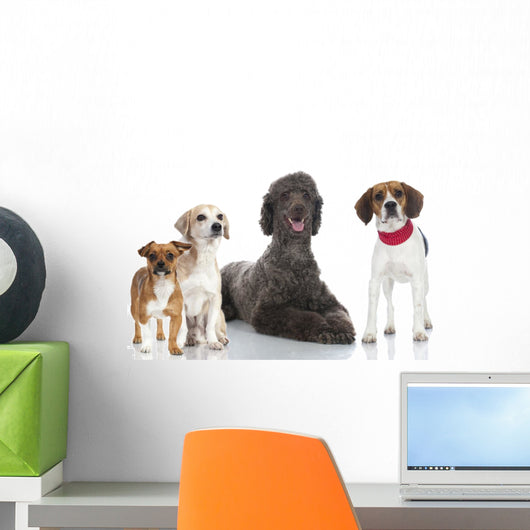 Group Dogs Gruppe Von