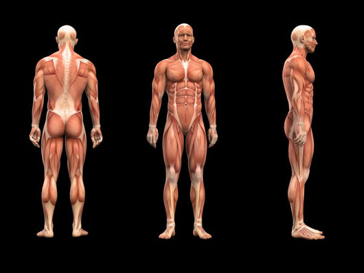 Man Muscles Anatomy Wall Mural