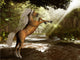 Forest Unicorn Wall Mural