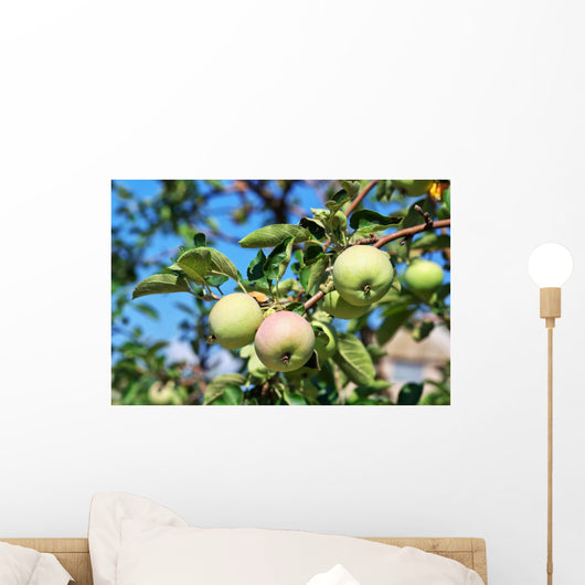 Apples Branch Wall Mural