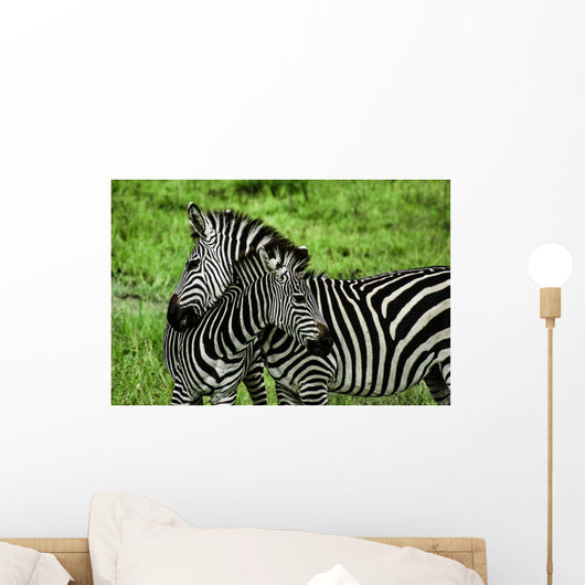 Zebras over Green Zambia