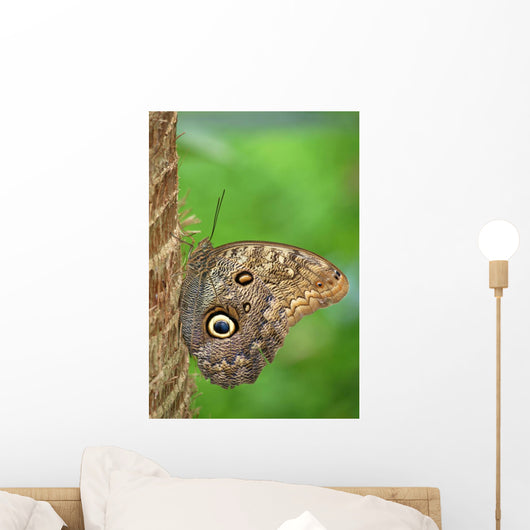 Owl Butterfly Wall Mural