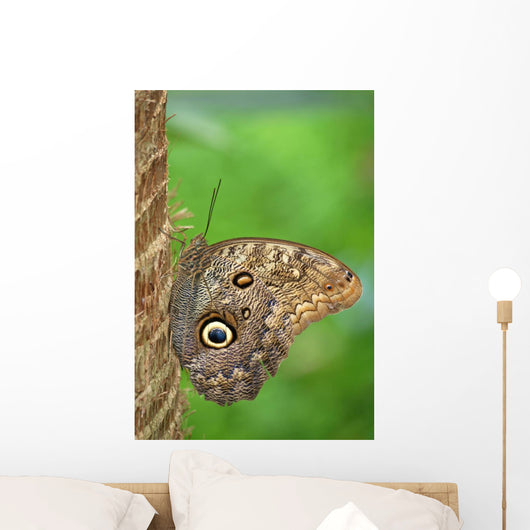 Owl Butterfly Wall Mural