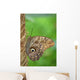 Owl Butterfly Wall Mural