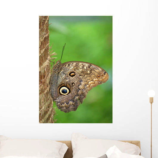 Owl Butterfly Wall Mural