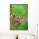 Owl Butterfly Wall Mural
