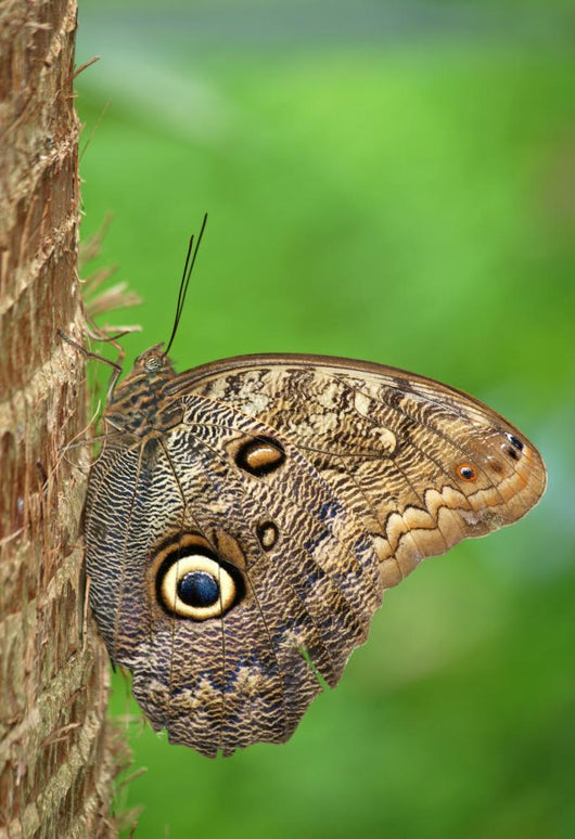 Owl Butterfly Wall Mural
