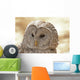 Ural Owl Wall Mural