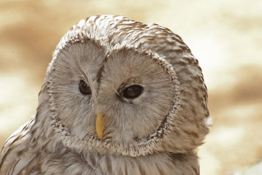 Ural Owl Wall Mural