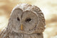 Ural Owl Wall Mural