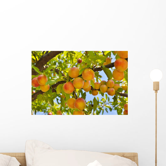 Plum Tree with Fruits