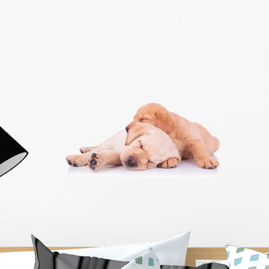 two adorable labrador retriever puppy dogs sleeping Wall Decal