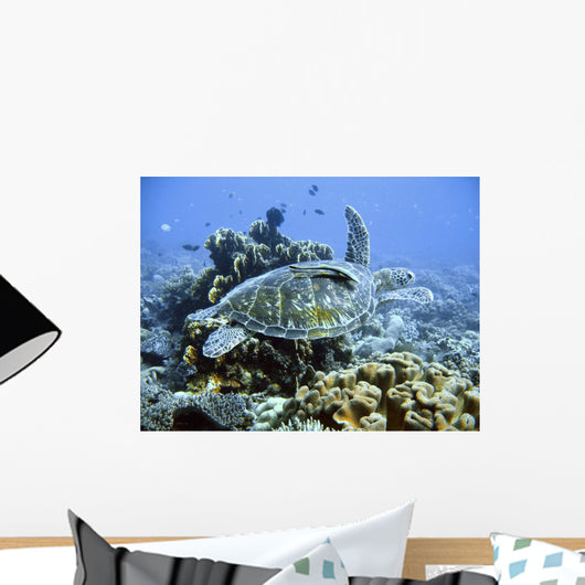 Green sea turtle Wall Mural