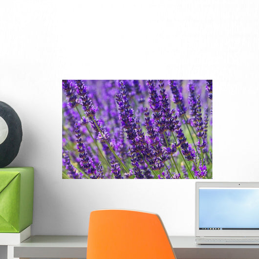Lavender Lavender 79