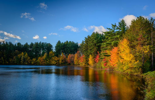 Forest Lake Autumn