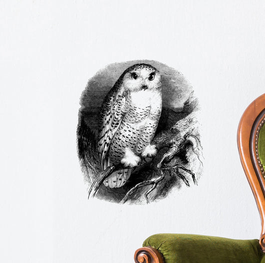 Bird Snow Owl Strix Wall Decal