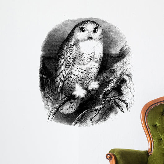 A Bird : Snow Owl (Strix Nyctea) Wall Decal