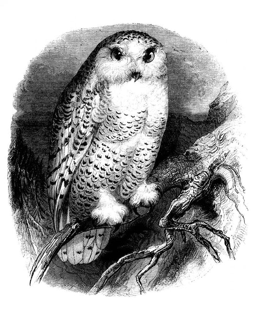 A Bird : Snow Owl (Strix Nyctea) Wall Decal
