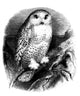 A Bird : Snow Owl (Strix Nyctea) Wall Decal