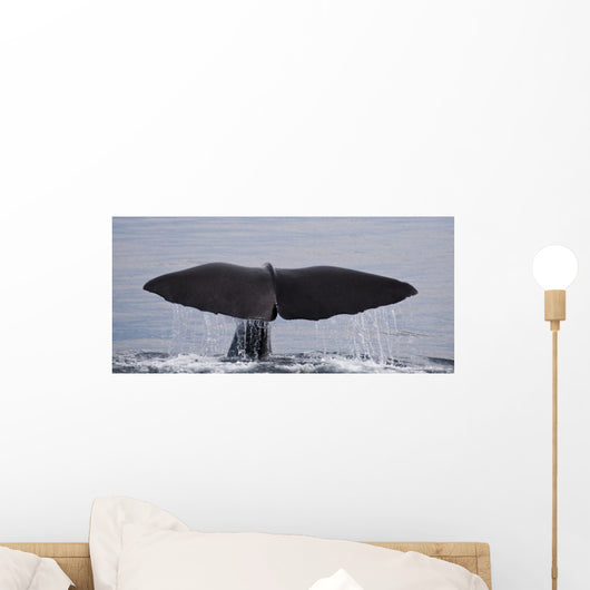 Sperm Whale Shot Kaikoura Wall Mural