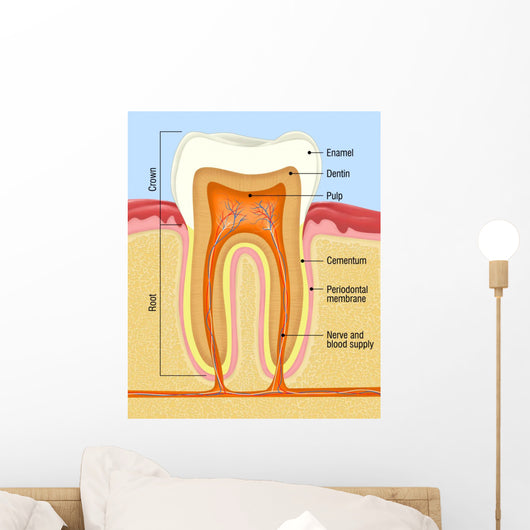 Cross-section Human Teeth