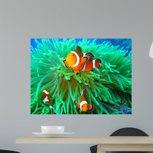 Nemo Found Wall Mural
