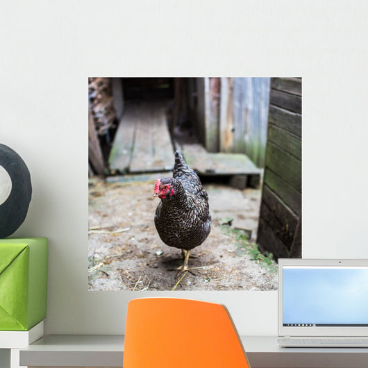 Hen Farmyard Gallus Gallus Wall Mural
