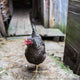 Hen Farmyard Gallus Gallus Wall Mural