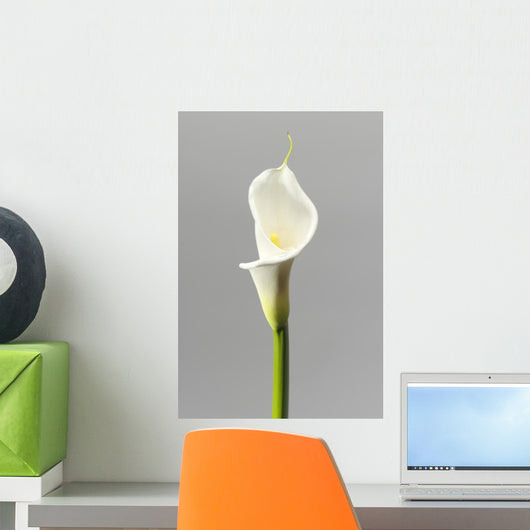 White Calla