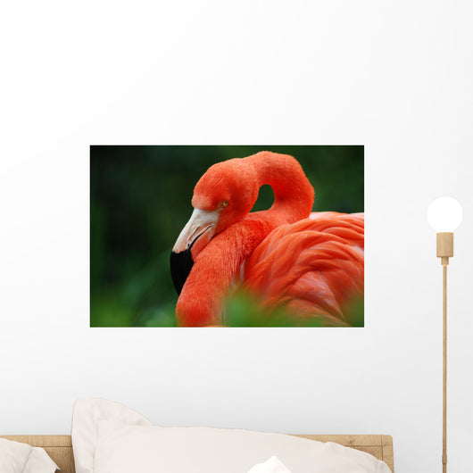Flamingo Wall Mural
