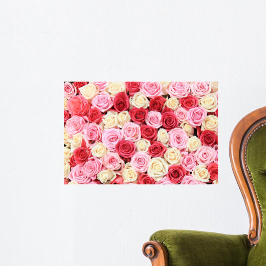 White and Pink Roses