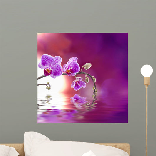 Purple Orchid with Reflection