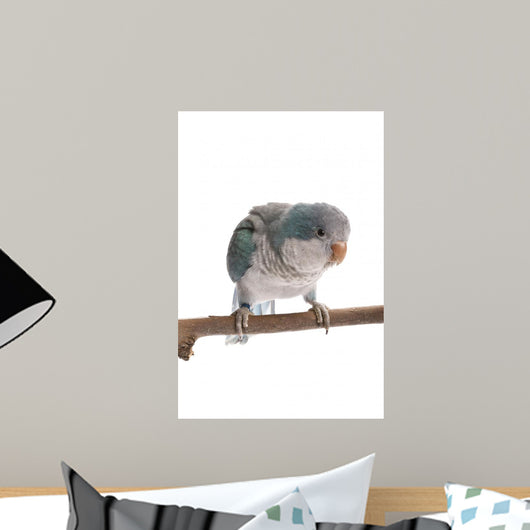 Blue Quaker Myiopsitta Monachus Wall Mural