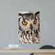 Brown and White Owl Wall Mural