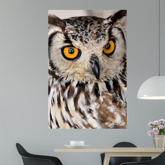 Brown and White Owl Wall Mural