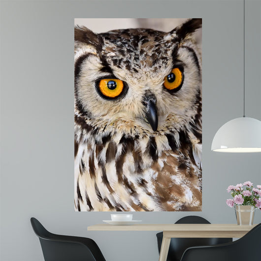 Brown and White Owl Wall Mural