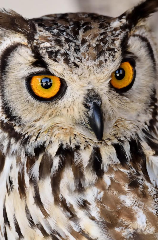 Brown and White Owl Wall Mural