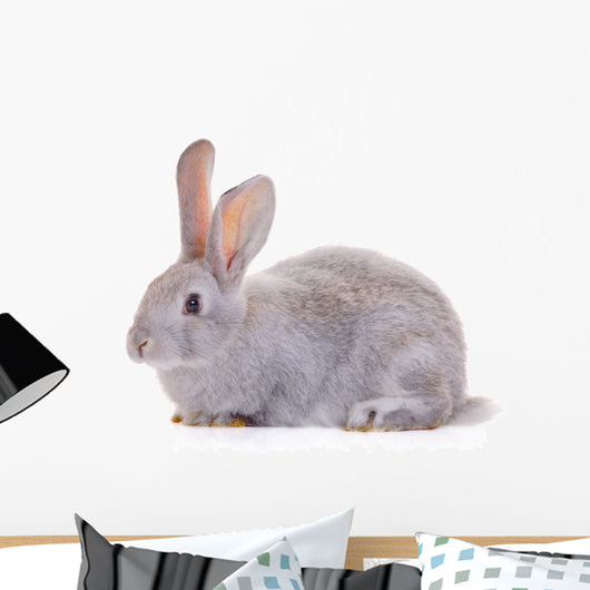 Rabbit Against White Background Wall Decal