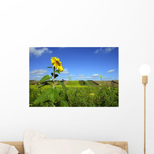 Lone sunflower Wall Mural