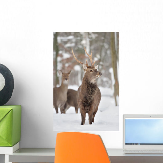 Young Deer