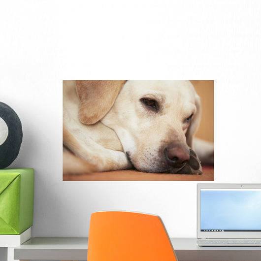Labrador Retriever Is Laying