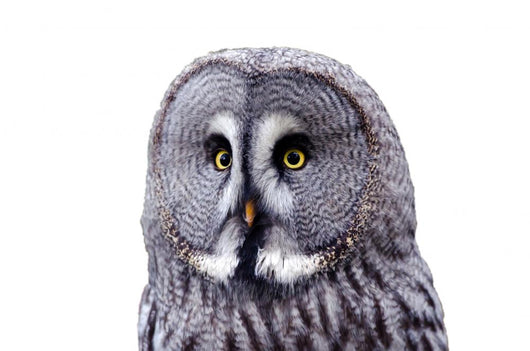 Bart Owl Wall Decal