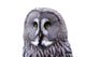 Bart Owl Wall Decal