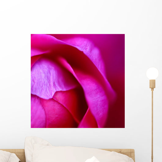 Macro Hot Pink Rose