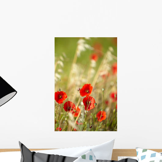 Field Poppies