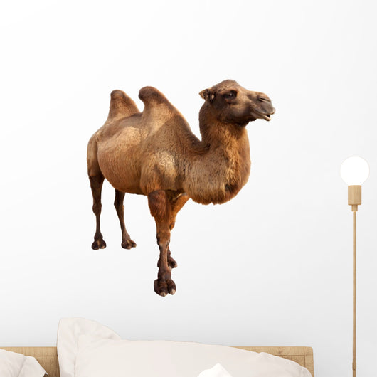 bactrian camel. Isolated on white Wall Decal